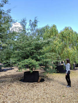 Styrax japonicus 3.0-3.5m Umbrella