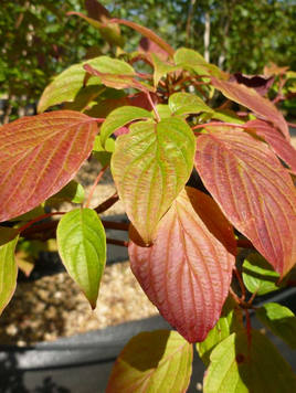 Styrax japonicus 3.0-3.5m Umbrella