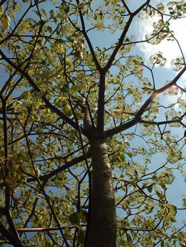 Styrax japonicus 3.0-3.5m Umbrella