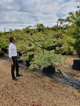 Styrax japonicus 3.0-3.5m Umbrella