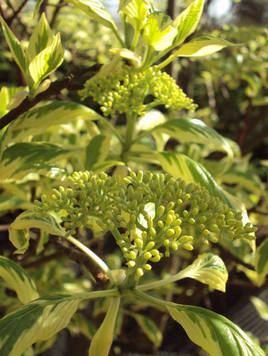 Styrax japonicus 3.0-3.5m Umbrella