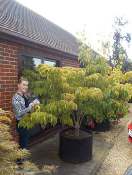 Styrax japonicus 3.0-3.5m Umbrella