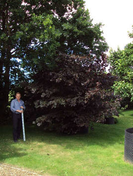 Styrax japonicus 3.0-3.5m Umbrella