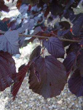 Styrax japonicus 3.0-3.5m Umbrella