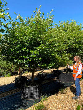 Styrax japonicus 3.0-3.5m Umbrella