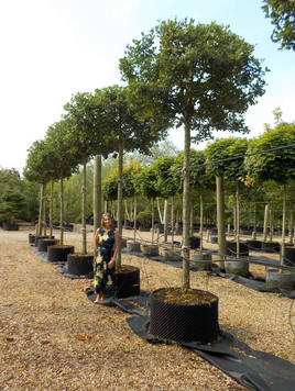 Styrax japonicus 3.0-3.5m Umbrella
