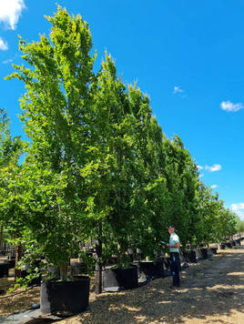 Styrax japonicus 3.0-3.5m Umbrella