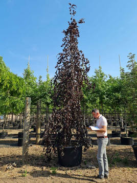Styrax japonicus 3.0-3.5m Umbrella