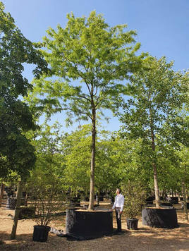 Styrax japonicus 3.0-3.5m Umbrella