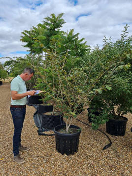 Styrax japonicus 3.0-3.5m Umbrella