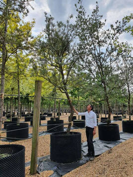 Styrax japonicus 3.0-3.5m Umbrella