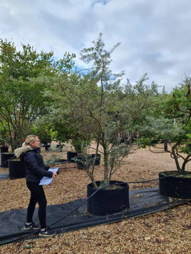 Styrax japonicus 3.0-3.5m Umbrella