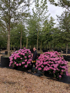 Styrax japonicus 3.0-3.5m Umbrella