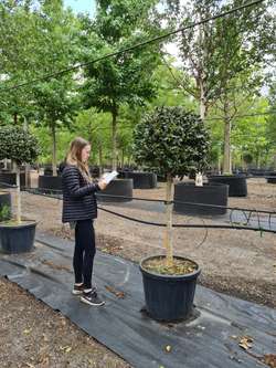 Styrax japonicus 3.0-3.5m Umbrella