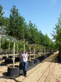 Styrax japonicus 3.0-3.5m Umbrella