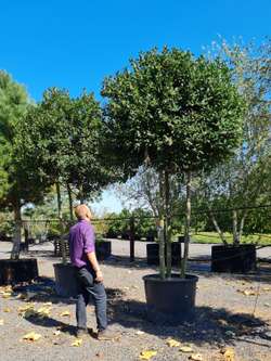 Styrax japonicus 3.0-3.5m Umbrella