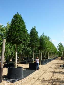 Styrax japonicus 3.0-3.5m Umbrella