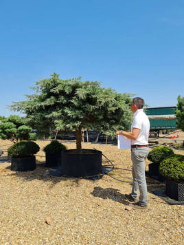 Styrax japonicus 3.0-3.5m Umbrella