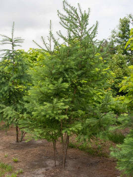 Styrax japonicus 3.0-3.5m Umbrella