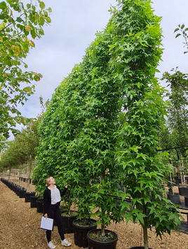 Styrax japonicus 3.0-3.5m Umbrella