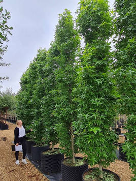 Styrax japonicus 3.0-3.5m Umbrella