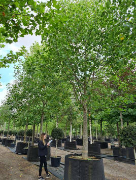 Styrax japonicus 3.0-3.5m Umbrella