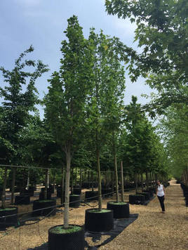 Styrax japonicus 3.0-3.5m Umbrella