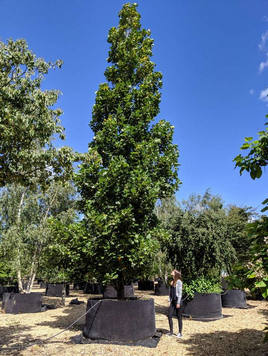 Styrax japonicus 3.0-3.5m Umbrella