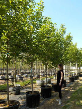 Styrax japonicus 3.0-3.5m Umbrella