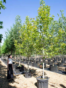 Styrax japonicus 3.0-3.5m Umbrella