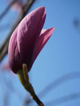 Styrax japonicus 3.0-3.5m Umbrella
