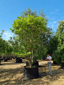 Styrax japonicus 3.0-3.5m Umbrella