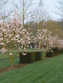 Styrax japonicus 3.0-3.5m Umbrella