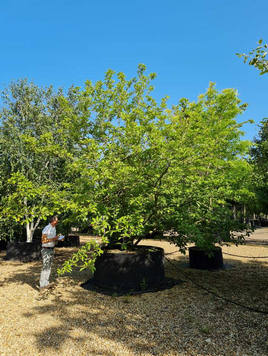 Styrax japonicus 3.0-3.5m Umbrella