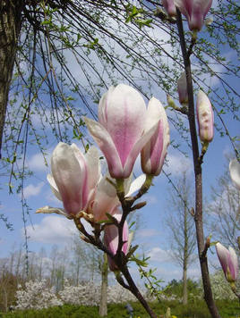 Styrax japonicus 3.0-3.5m Umbrella