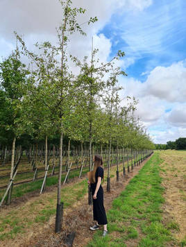 Styrax japonicus 3.0-3.5m Umbrella