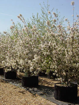 Styrax japonicus 3.0-3.5m Umbrella