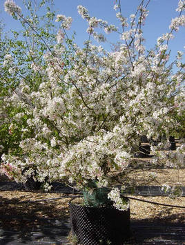 Styrax japonicus 3.0-3.5m Umbrella