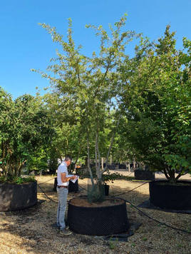 Styrax japonicus 3.0-3.5m Umbrella