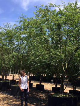 Styrax japonicus 3.0-3.5m Umbrella