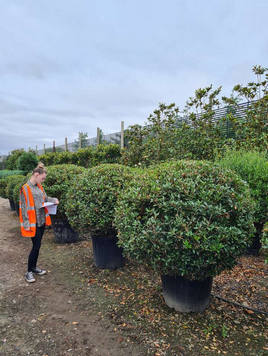 Styrax japonicus 3.0-3.5m Umbrella
