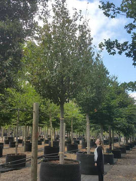 Styrax japonicus 3.0-3.5m Umbrella