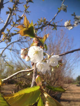 Styrax japonicus 3.0-3.5m Umbrella