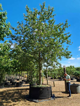 Styrax japonicus 3.0-3.5m Umbrella