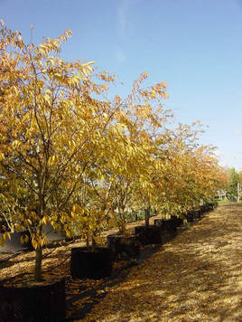 Styrax japonicus 3.0-3.5m Umbrella