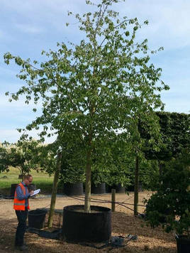 Styrax japonicus 3.0-3.5m Umbrella