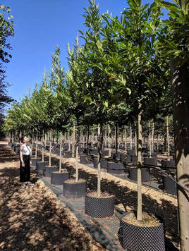 Styrax japonicus 3.0-3.5m Umbrella