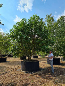 Styrax japonicus 3.0-3.5m Umbrella