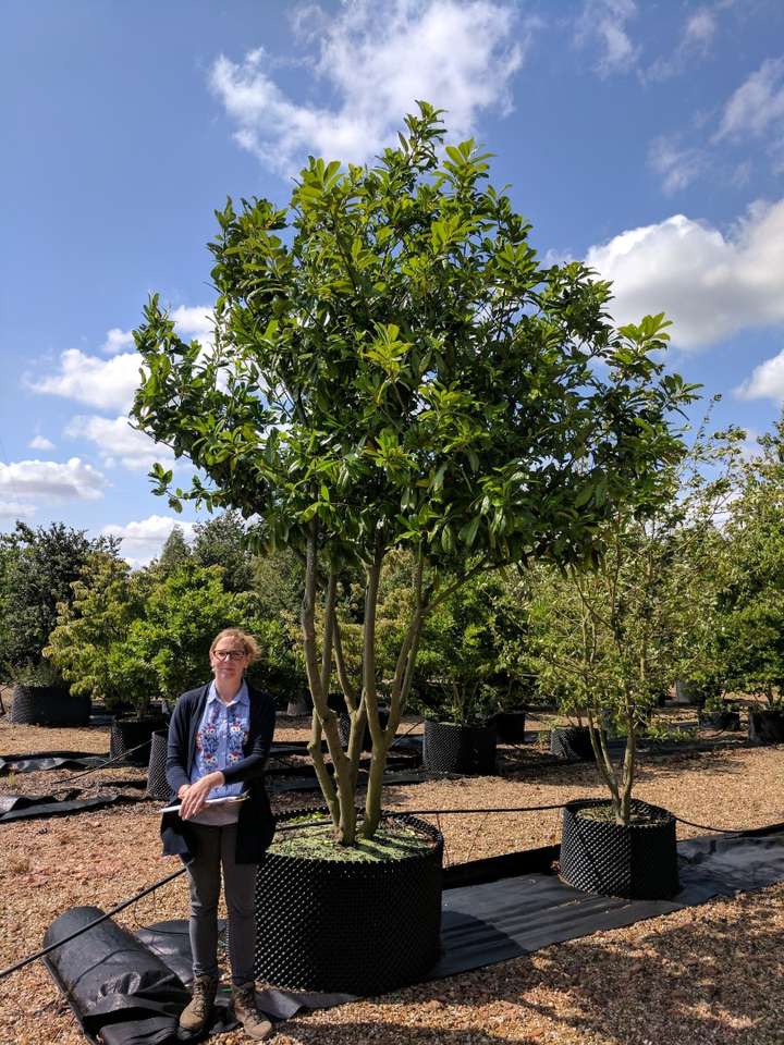 Prunus Laurocerasus Prunus Laurocerasus