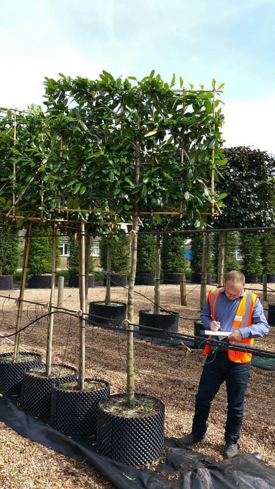 Prunus Laurocerasus Novita Tree